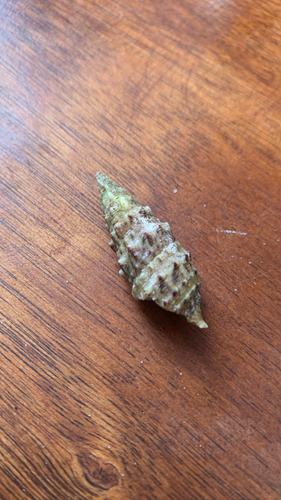 Horn Shell