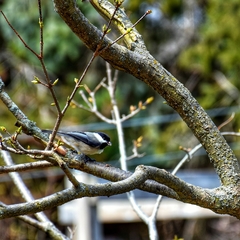 Poecile atricapillus