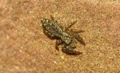 Fencepost jumping spider