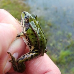 Pelophylax