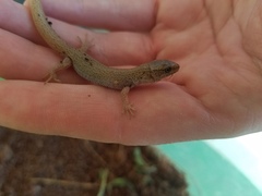 Xantusia vigilis