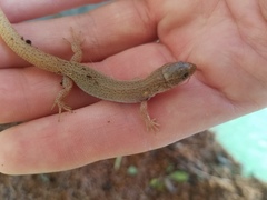 Xantusia vigilis