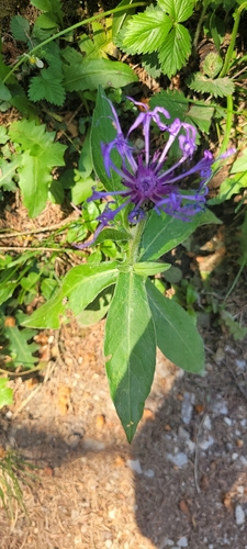 Perennial Cornflower