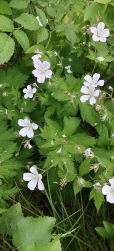 wood crane's-bill