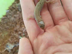Xantusia vigilis