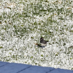 Junco hyemalis