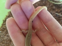 Xantusia vigilis
