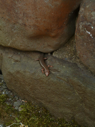 Japanese five-lined skink
