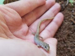 Xantusia vigilis