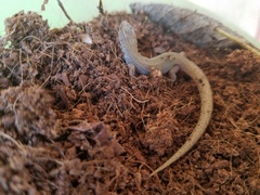 Xantusia vigilis