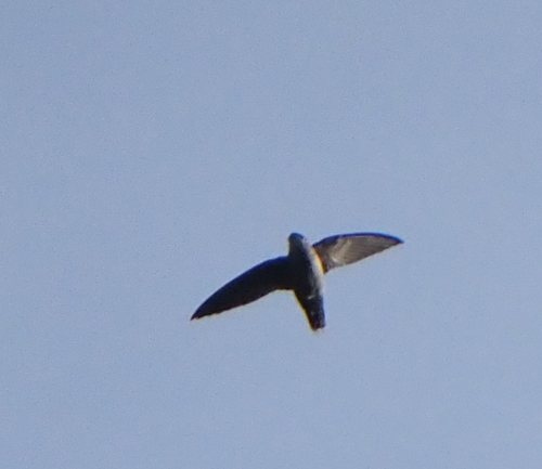 Grey-rumped Swift (Chaetura cinereiventris), photo 5