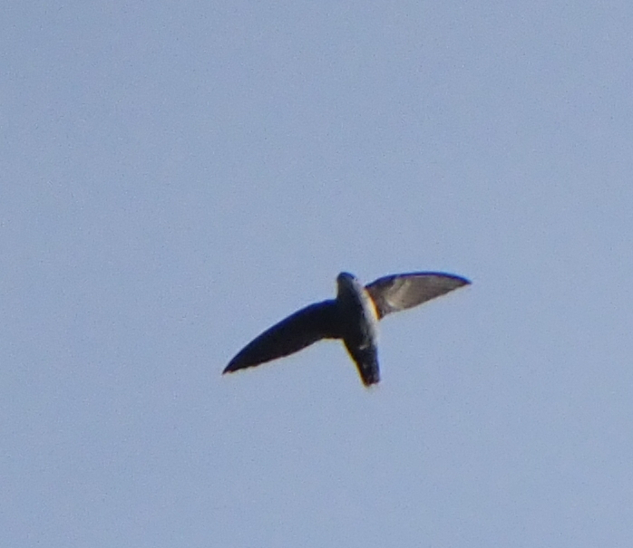 Grey-rumped Swift (Chaetura cinereiventris), photo 10