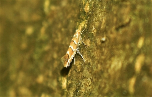Horse-chestnut Leafminer