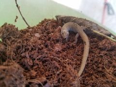 Xantusia vigilis