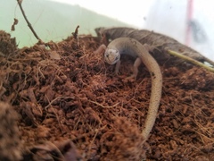 Xantusia vigilis