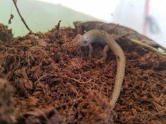 Xantusia vigilis
