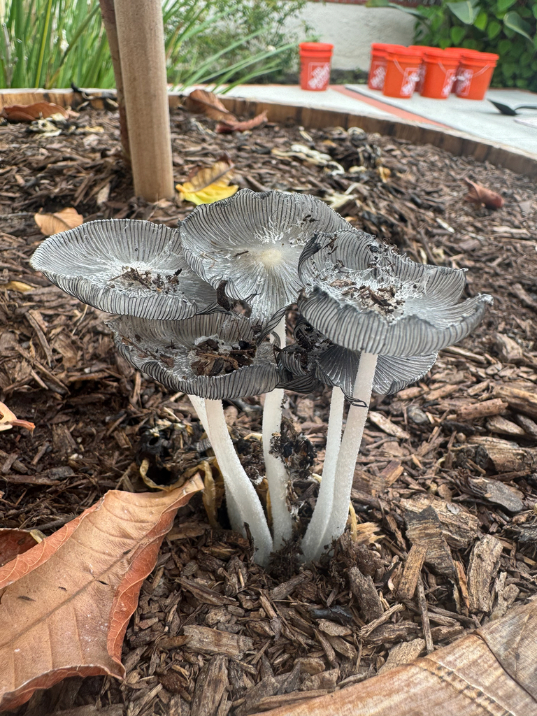 hare's foot inkcap · June 2026 · photo: Photo: (c) Madison Harman, some rights reserved (CC BY) · iNaturalist