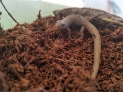 Xantusia vigilis