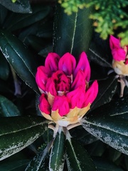 Rhododendron catawbiense