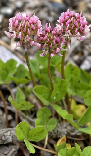 white clover