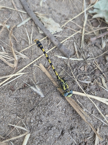 Large Pincertail