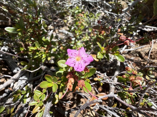 Kalmiopsis leachiana