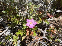 Kalmiopsis leachiana