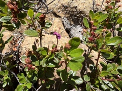 Kalmiopsis leachiana, photograph (c) Dee Shea Himes, some rights reserved (CC BY)