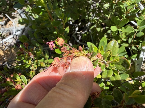 Kalmiopsis leachiana, photograph 3