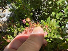 Kalmiopsis leachiana, photograph (c) Dee Shea Himes, some rights reserved (CC BY)
