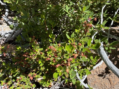 Kalmiopsis leachiana, photograph 4