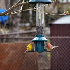 Haemorhous mexicanus