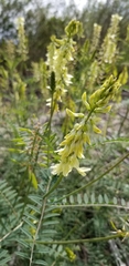Astragalus trichopodus antisellii