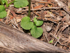 Pterostylis alobula