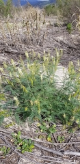 Astragalus trichopodus antisellii