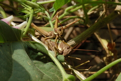Coryacris angustipennis