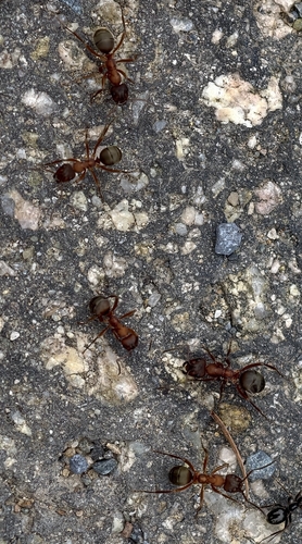 Blood-red Field Ant