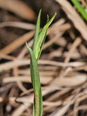 Pterostylis alobula