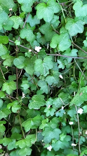 Ivy-leaved toadflax
