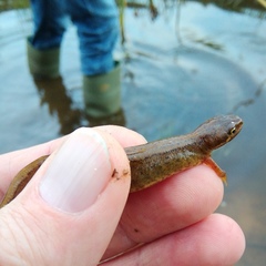 Lissotriton vulgaris