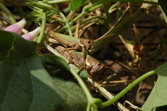Coryacris angustipennis