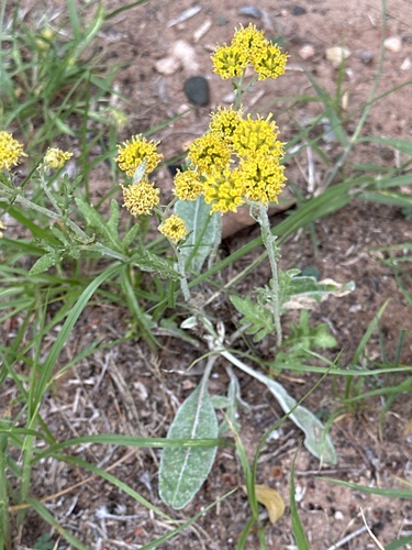 Hymenopappus flavescens observed 2026-06-20