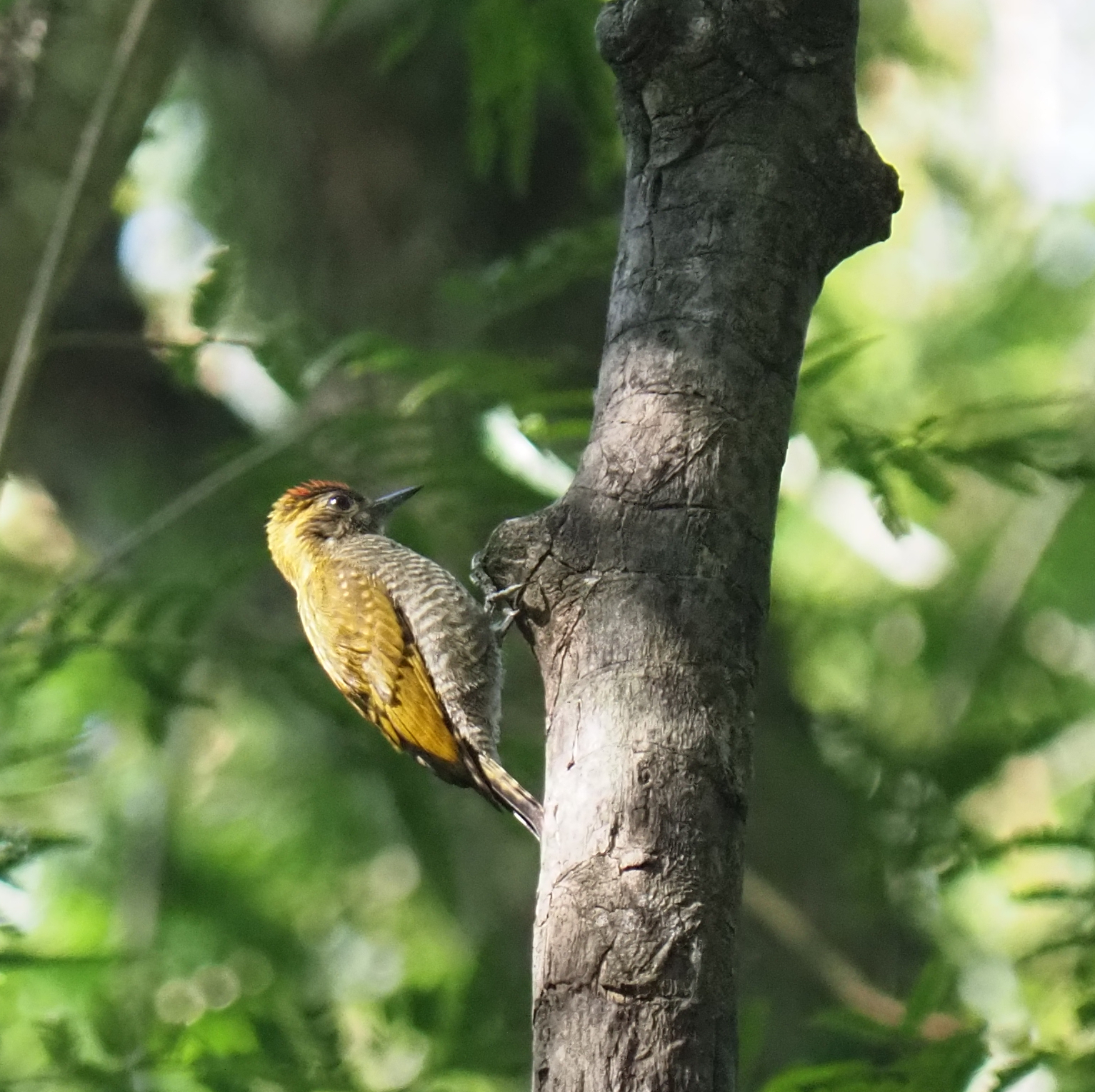 Yellow-eared Woodpecker (Veniliornis maculifrons), photo 10