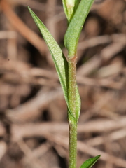 Pterostylis alobula
