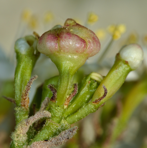 Contarinia viburnorum