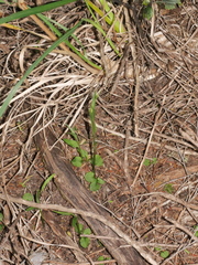 Pterostylis alobula