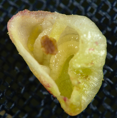 Contarinia viburnorum