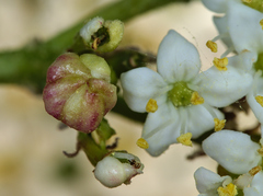 Contarinia viburnorum
