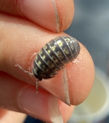 Armadillidium vulgare