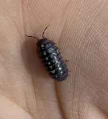 Armadillidium vulgare